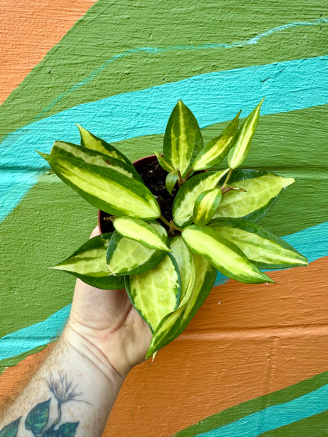 4” Hoya latifolia 'Pot of Gold' - Canopy Plant Co.