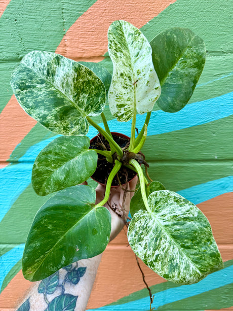 4” Philodendron giganteum variegated 'Blizzard' - Canopy Plant Co.