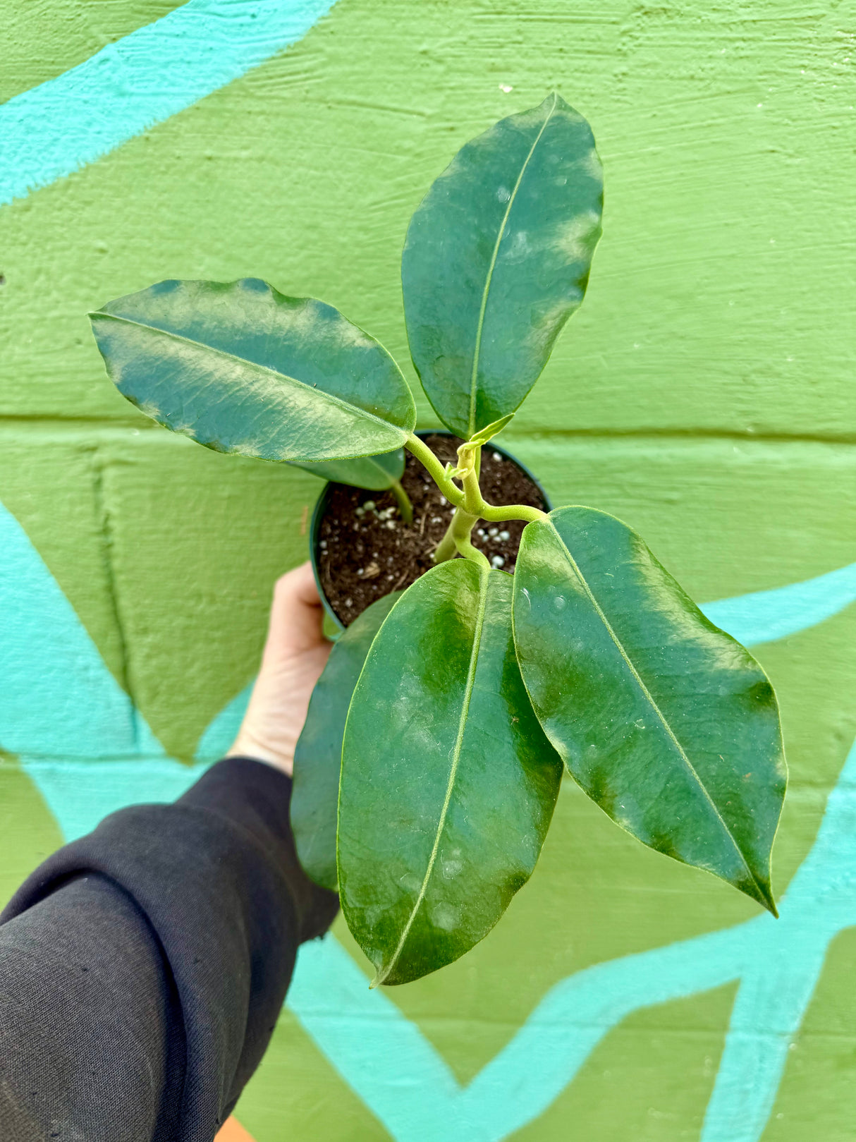 4" Hoya imperialis 'Alba' (white flower)