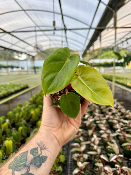 4” Philodendron billietiae x pastazanum - Canopy Plant Co.