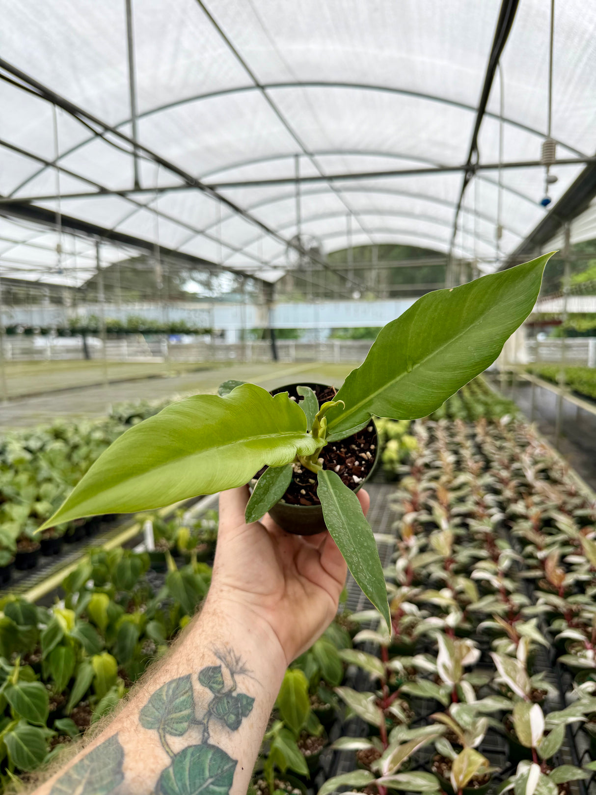 4" Philodendron ‘Jungle Boogie’