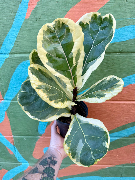 6” Ficus lyrata 'Fiddle Leaf' variegated - Canopy Plant Co.