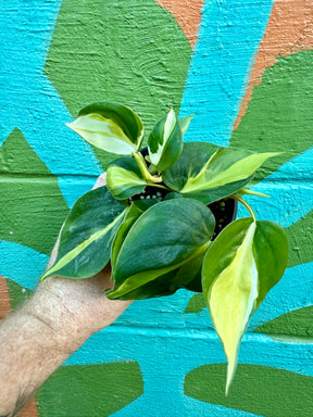 4” Philodendron ‘Cream Splash’ - Canopy Plant Co.