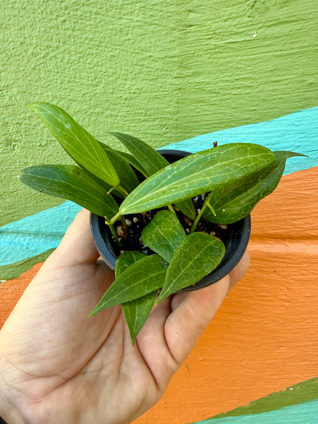 3" Hoya blashernaezii