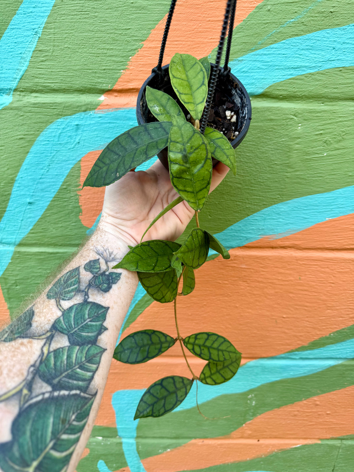 4” Hoya callistophyla hanging basket - Canopy Plant Co.