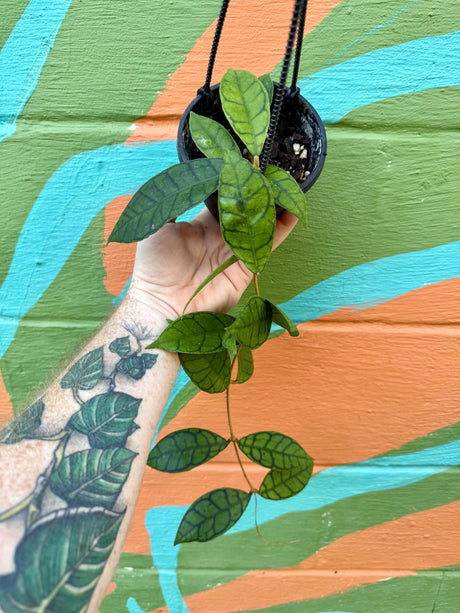 4” Hoya callistophyla hanging basket - Canopy Plant Co.