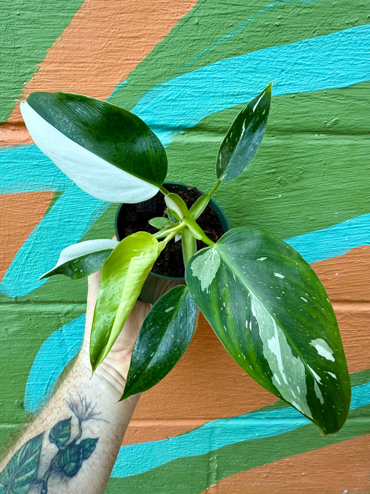 4" Philodendron 'White Wizard'