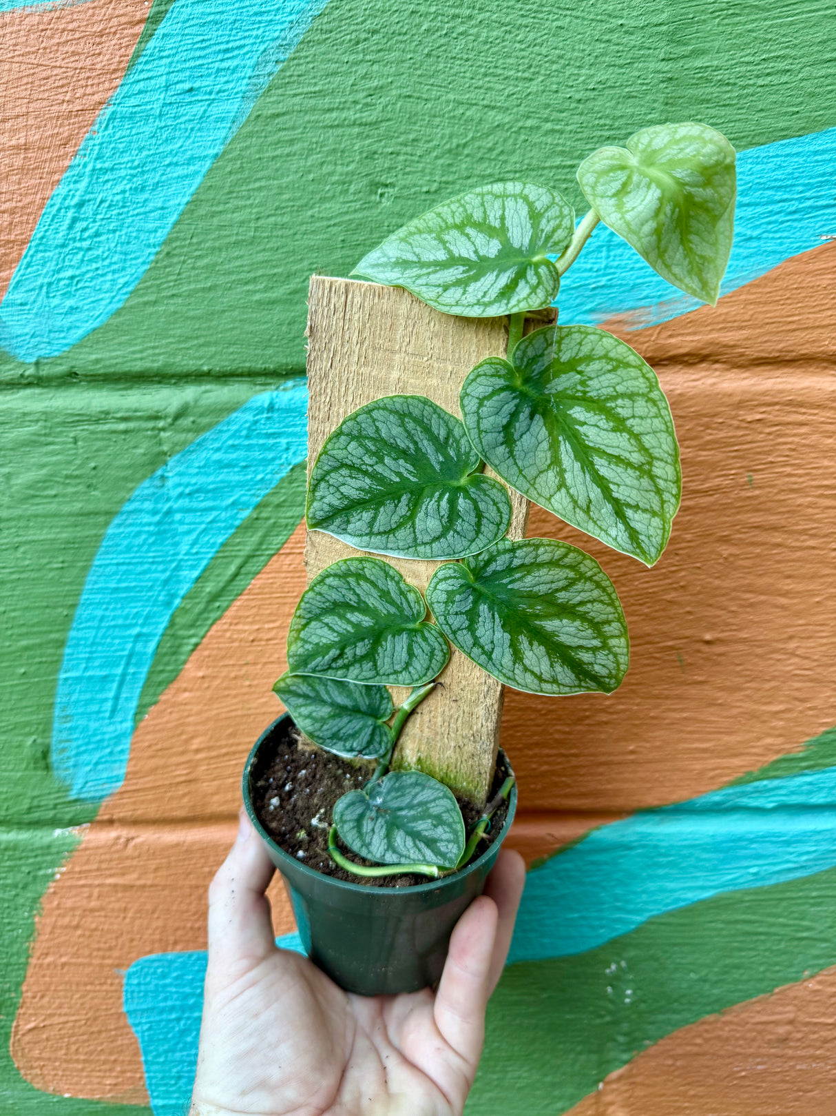 4" Monstera dubia - Canopy Plant Co.