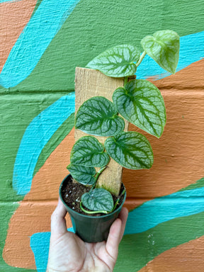4" Monstera dubia - Canopy Plant Co.