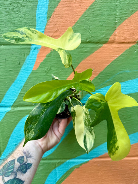 4” Philodendron ‘Florida Beauty’ - Canopy Plant Co.
