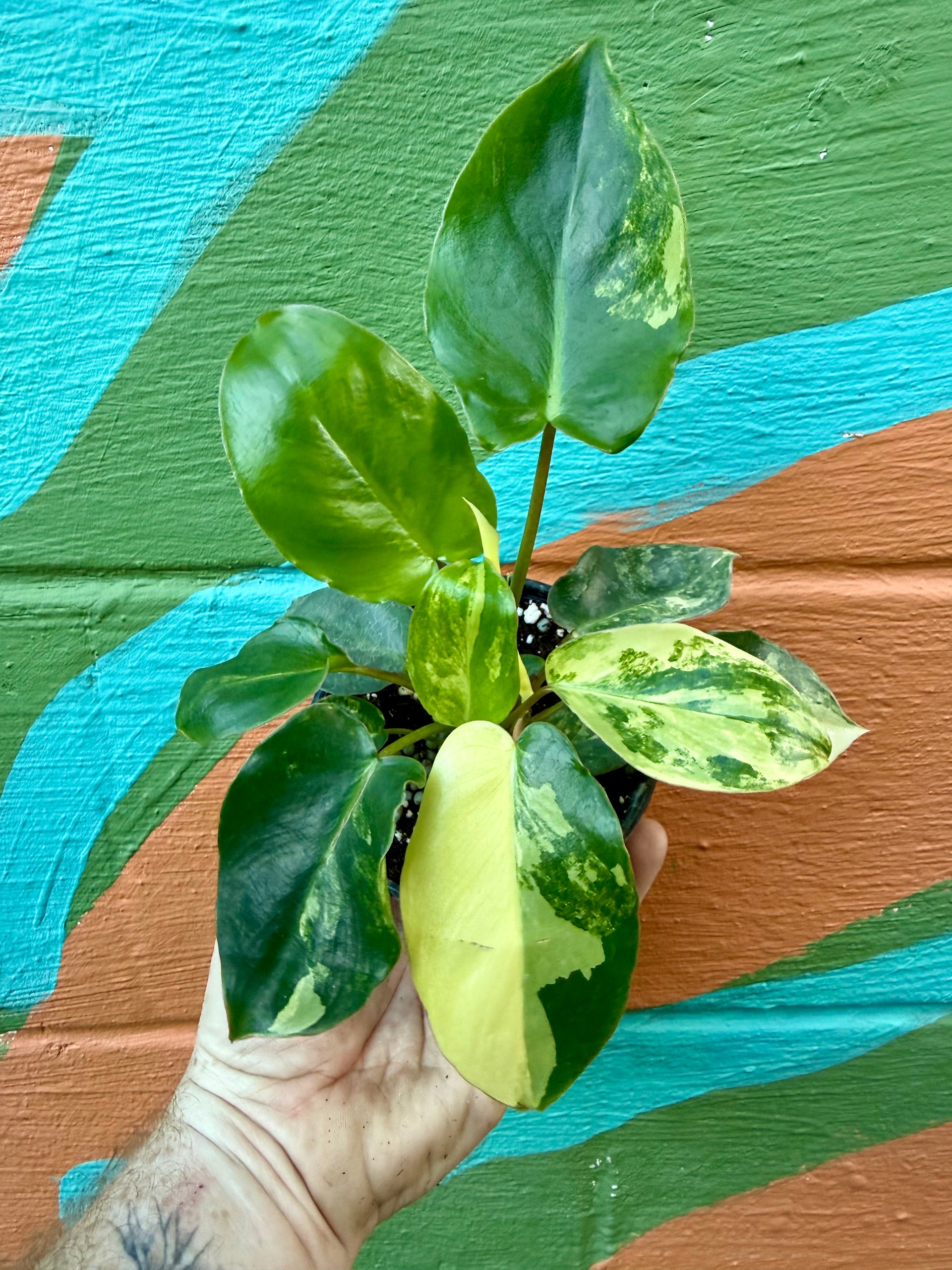 4” Philodendron 'Burle Marx' variegated – Canopy Plant Co