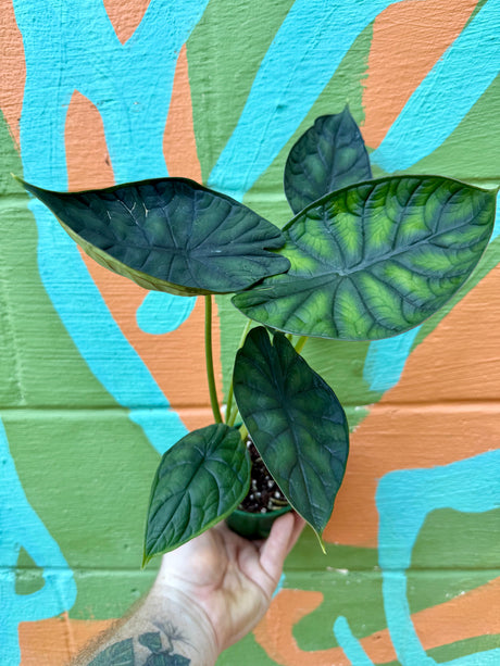 4" Alocasia 'Dragon Scale' - Canopy Plant Co.