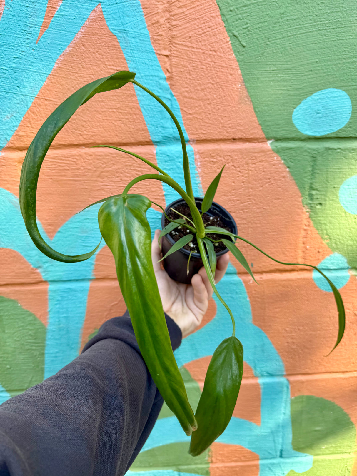 4” Philodendron holtonianum