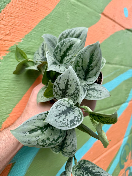 FullSizeRender_9ead6540-d94a-