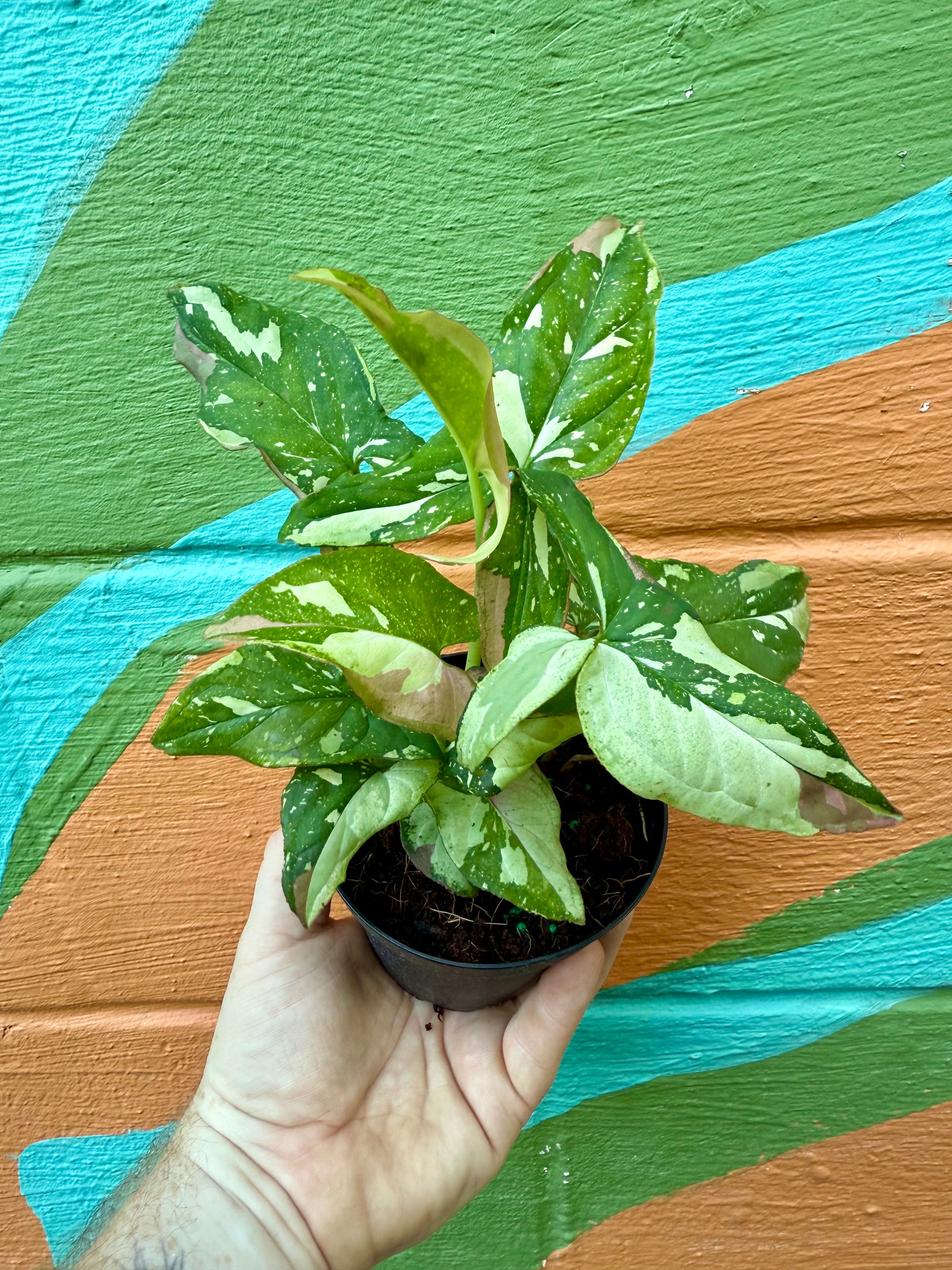 pothos tricolor 4" Syngonium 'Tricolor' – Canopy Plant Co