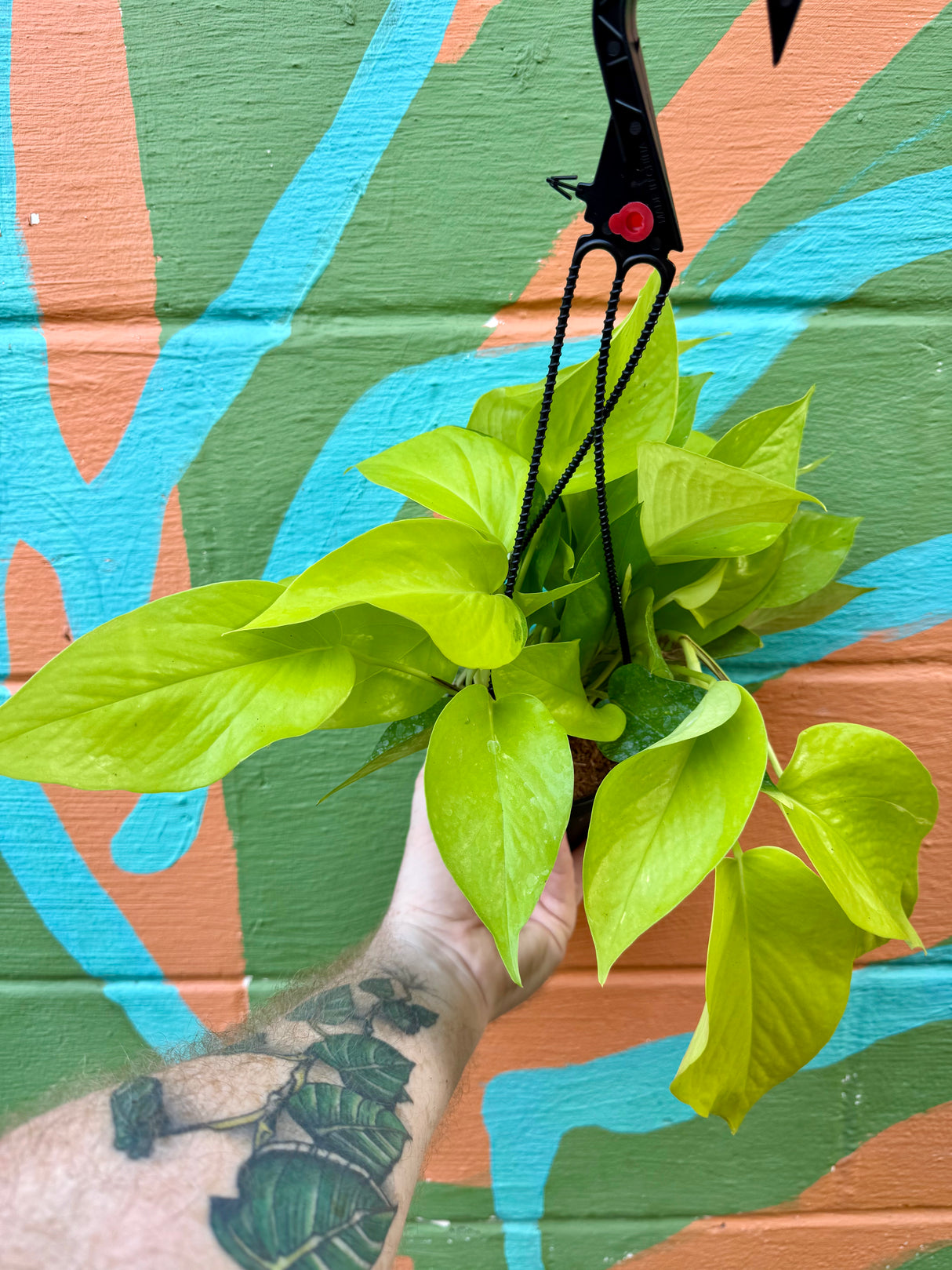 4" Pothos ‘Neon’ hanging basket