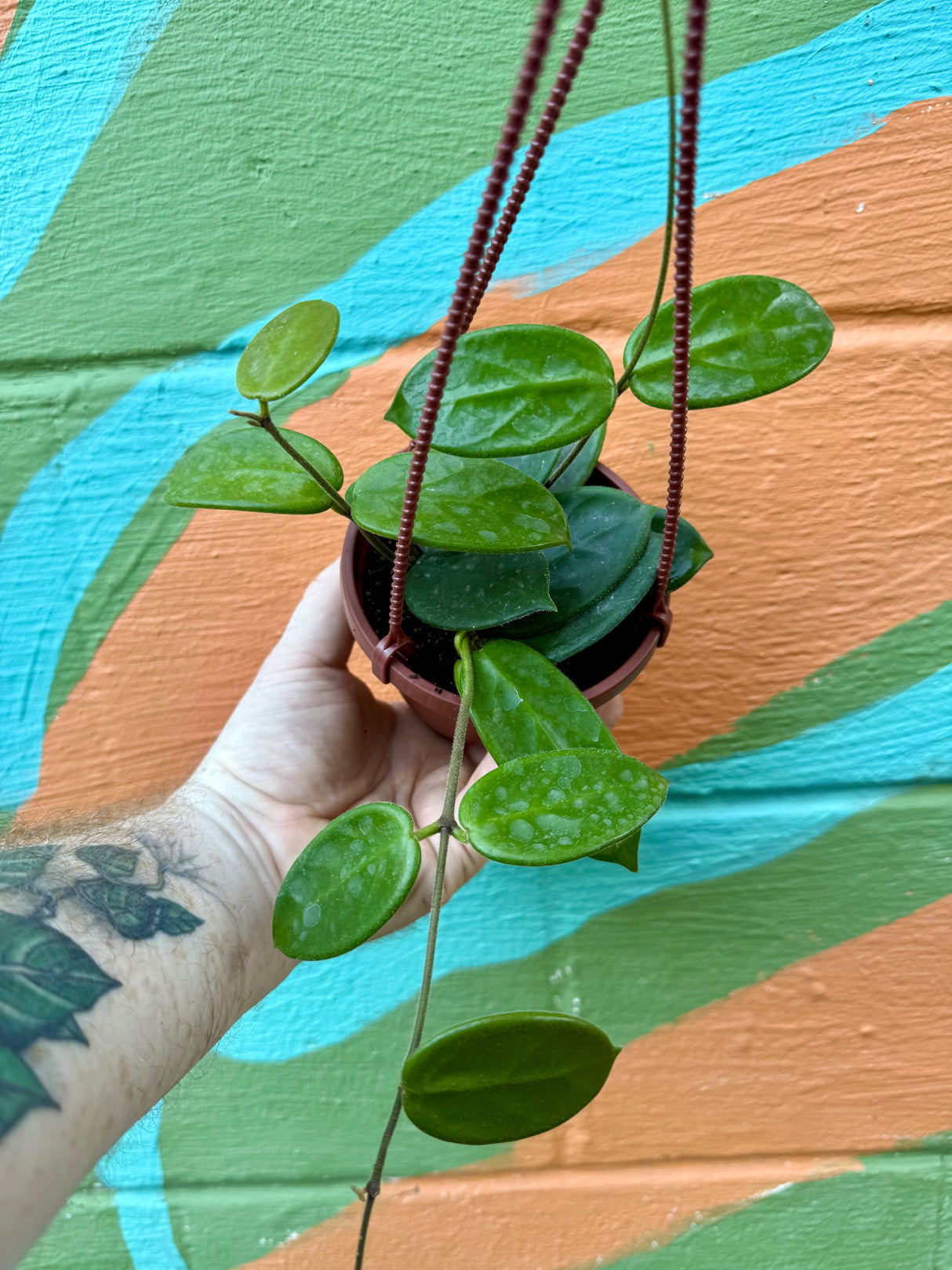 4" Hoya vangviengiensis hanging basket - Canopy Plant Co.