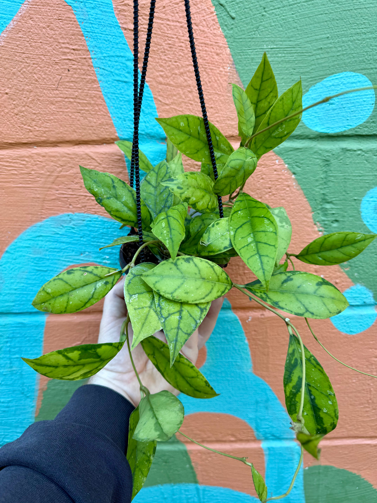 4" Hoya callistophylla hanging basket