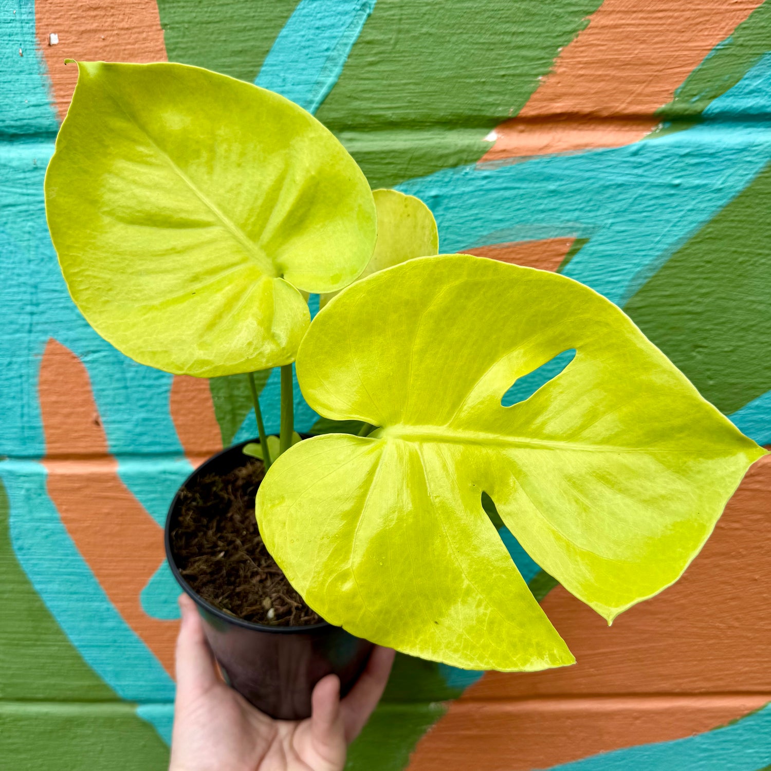 6" Monstera deliciosa 'Lemon Lime' - Canopy Plant Co.