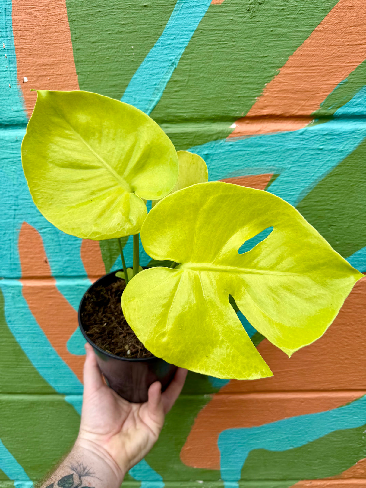 6" Monstera deliciosa 'Lemon Lime' - Canopy Plant Co.