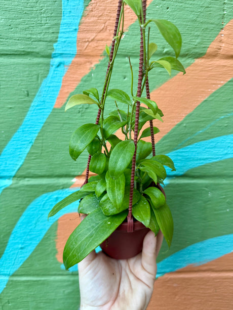 4" Hoya merrillii hanging basket - Canopy Plant Co.