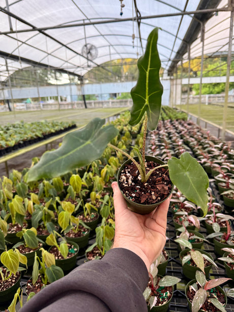 4" Alocasia 'Sarian' - Canopy Plant Co.