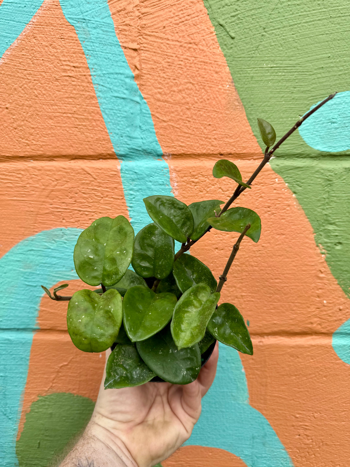 4" Hoya 'Krinkle'