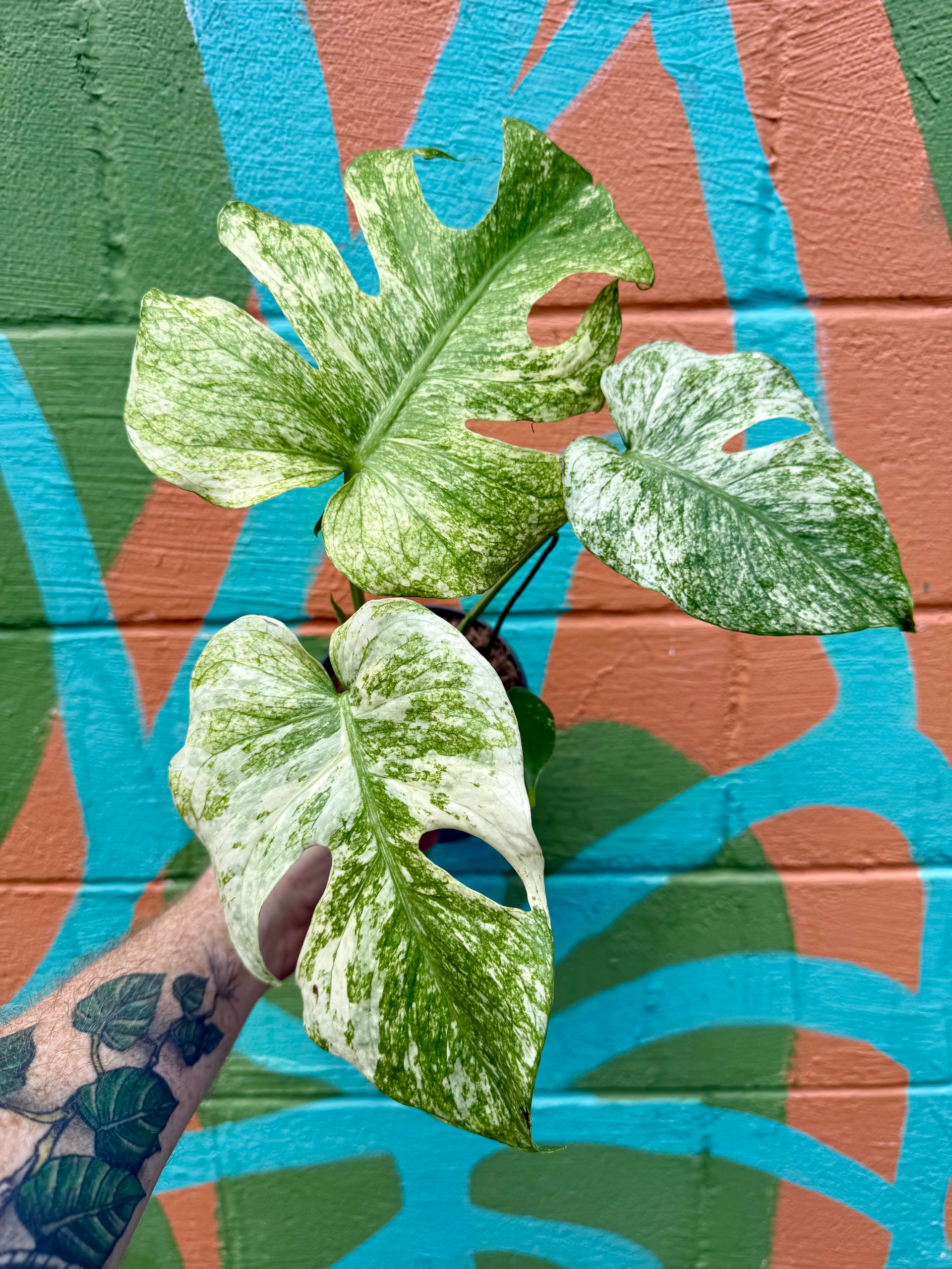 green and white monstera plant 6” Monstera 'White Monster' – Canopy Plant Co