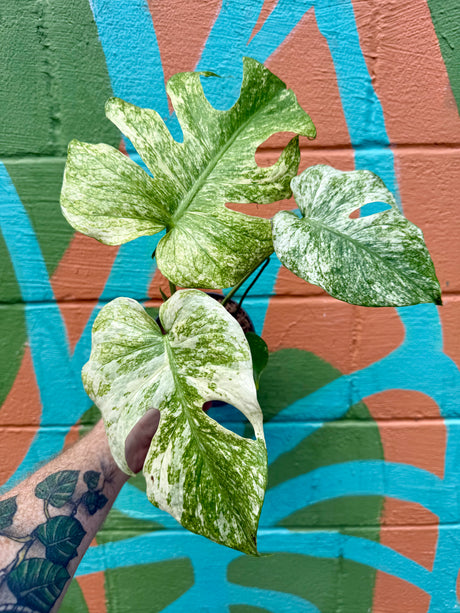6” Monstera ‘White Monster’ - Canopy Plant Co.