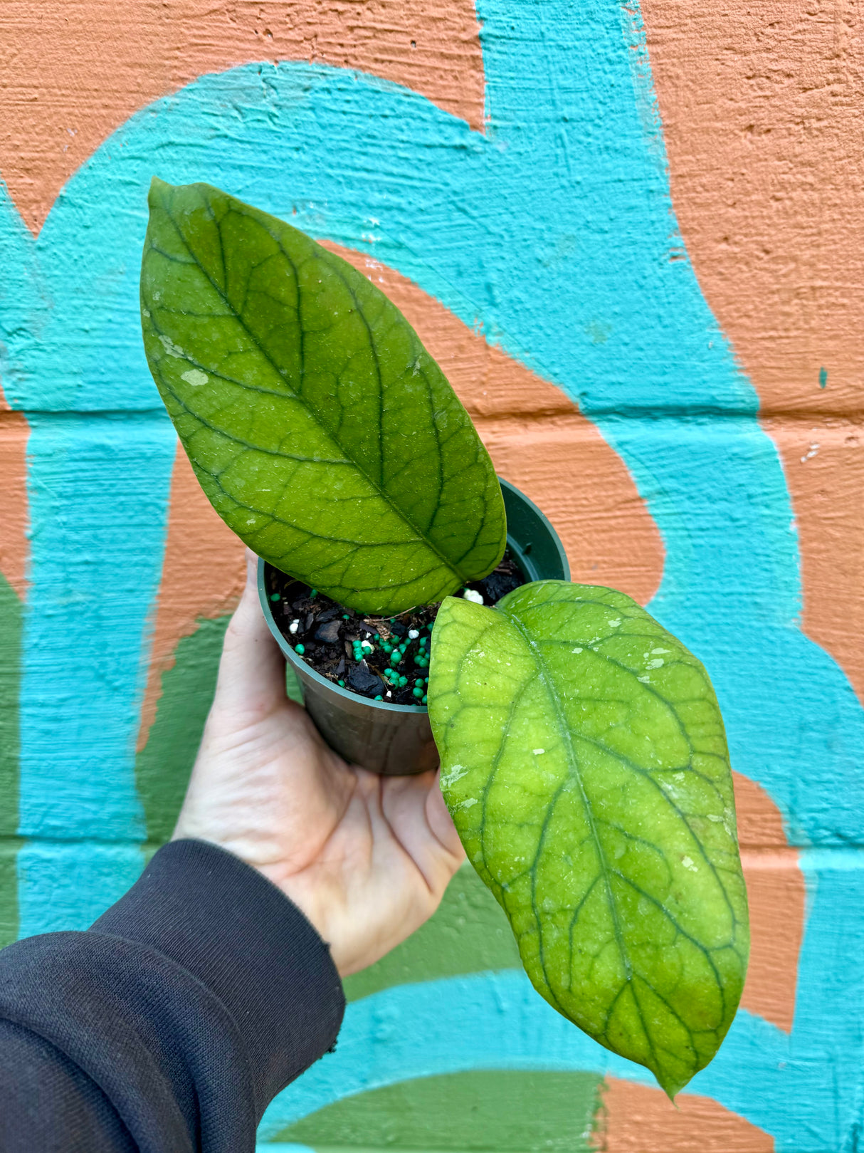 4” Hoya meredithii