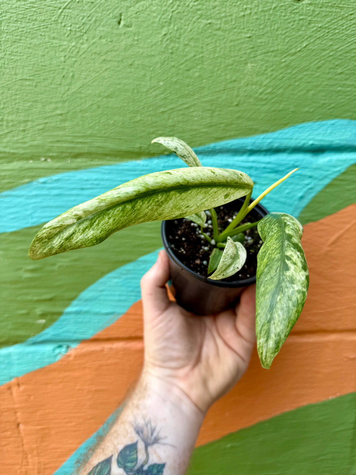 4" Epipremnum giganteum variegated