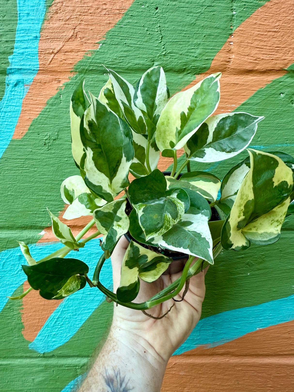 4" Pothos 'Glacier' - Canopy Plant Co.