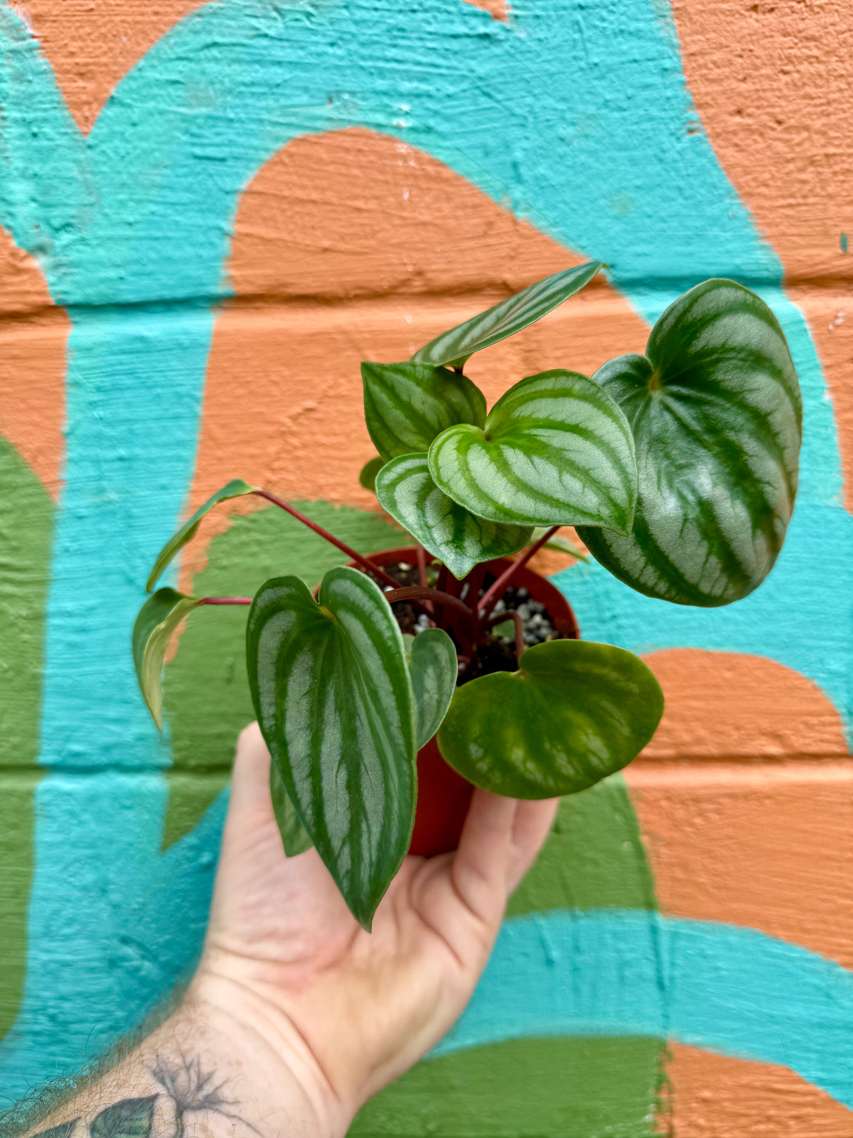 4" Peperomia ‘Watermelon’