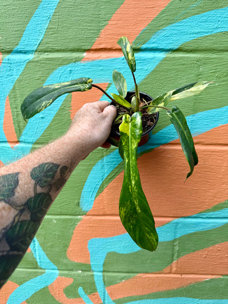 4” Philodendron ‘Joepii’ variegated - Canopy Plant Co.