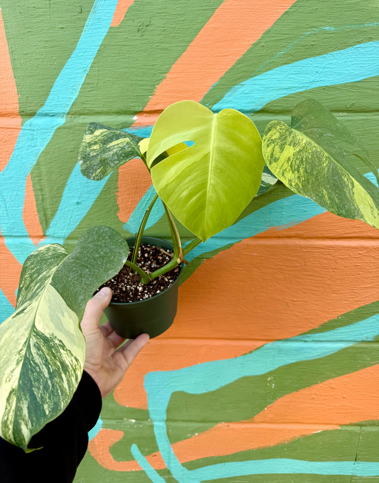 6" Monstera deliciosa variegated 'Aurea' - Canopy Plant Co.