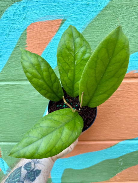 4” Hoya vitellinoides - Canopy Plant Co.