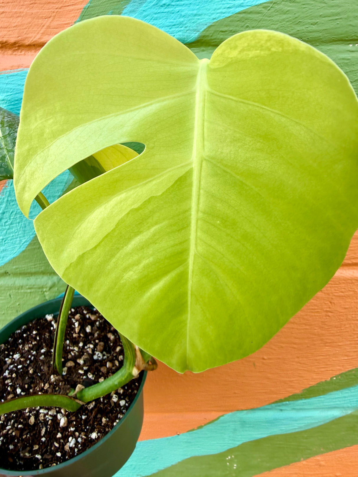 6" Monstera deliciosa variegated 'Aurea' - Canopy Plant Co.