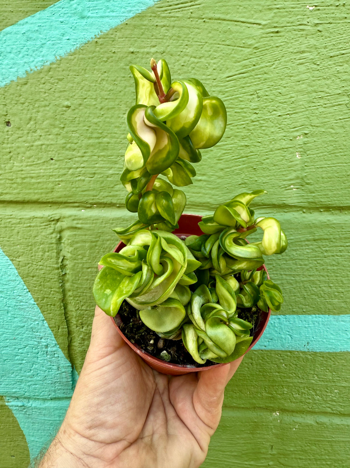 4" Hoya compacta 'Mauna Loa' (inner variegated)