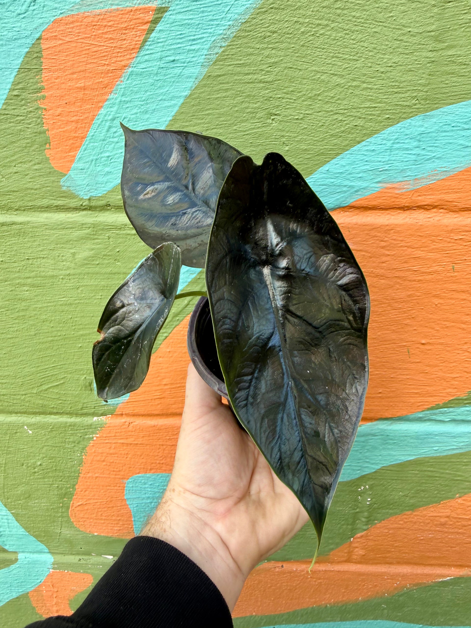 unicorn pothos 4” Alocasia 'Green Unicorn' (azlanii x 'Dragon Scale') – Canopy Plant Co