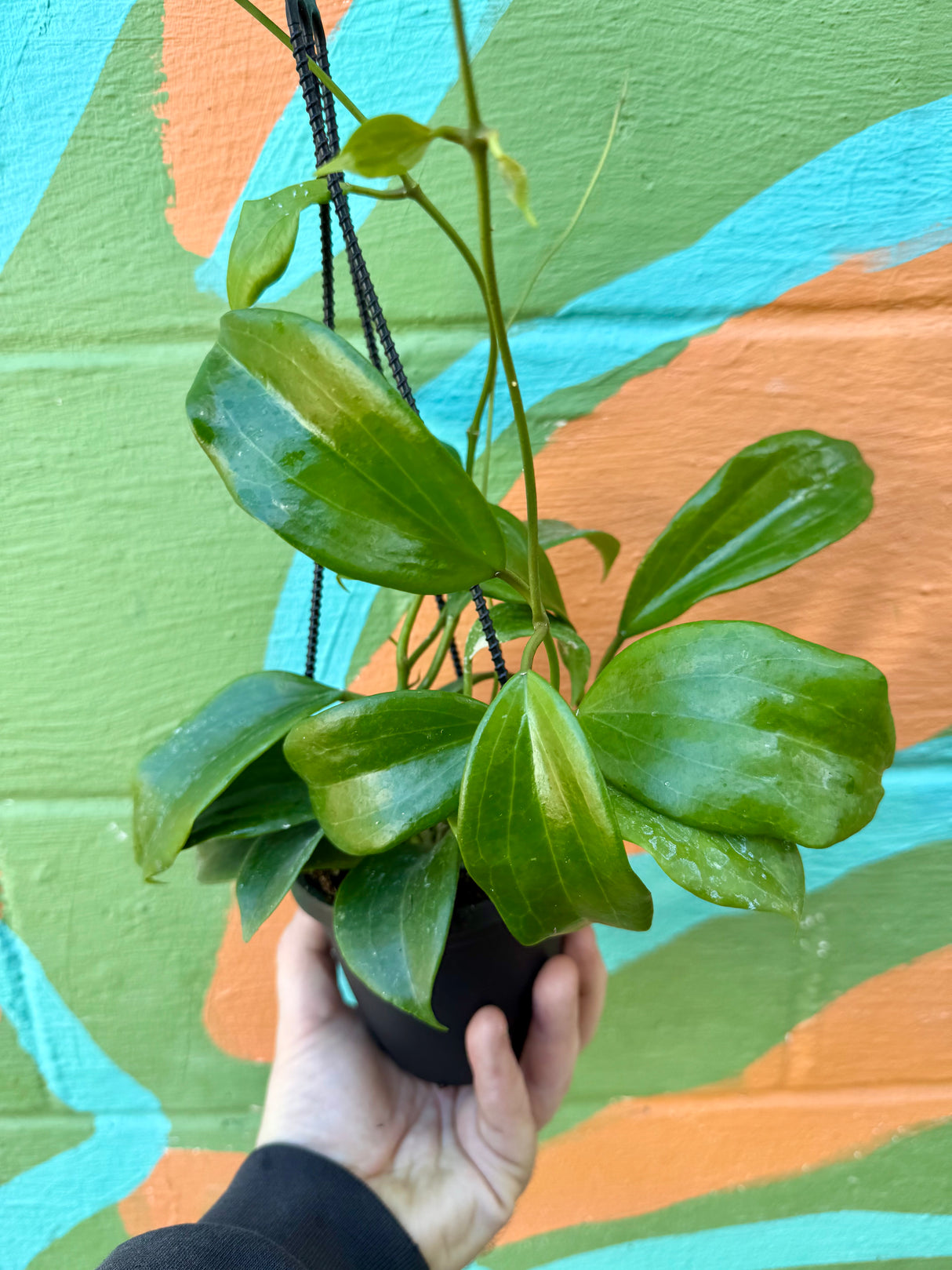 4" Hoya quinquenervia hanging basket