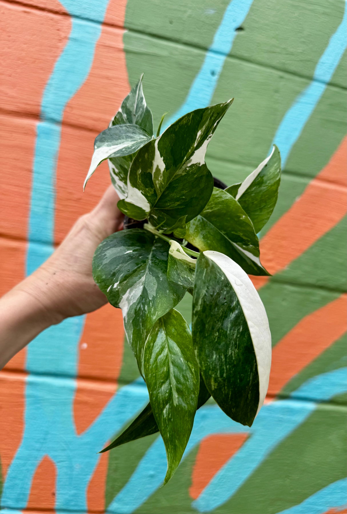 4" Epipremnum pinnatum albo (variegated) - Canopy Plant Co.