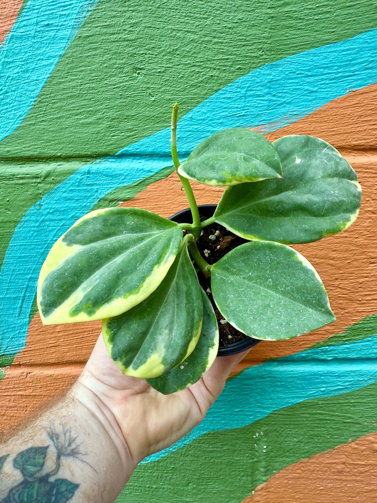 4" Hoya pachyclada outer variegated
