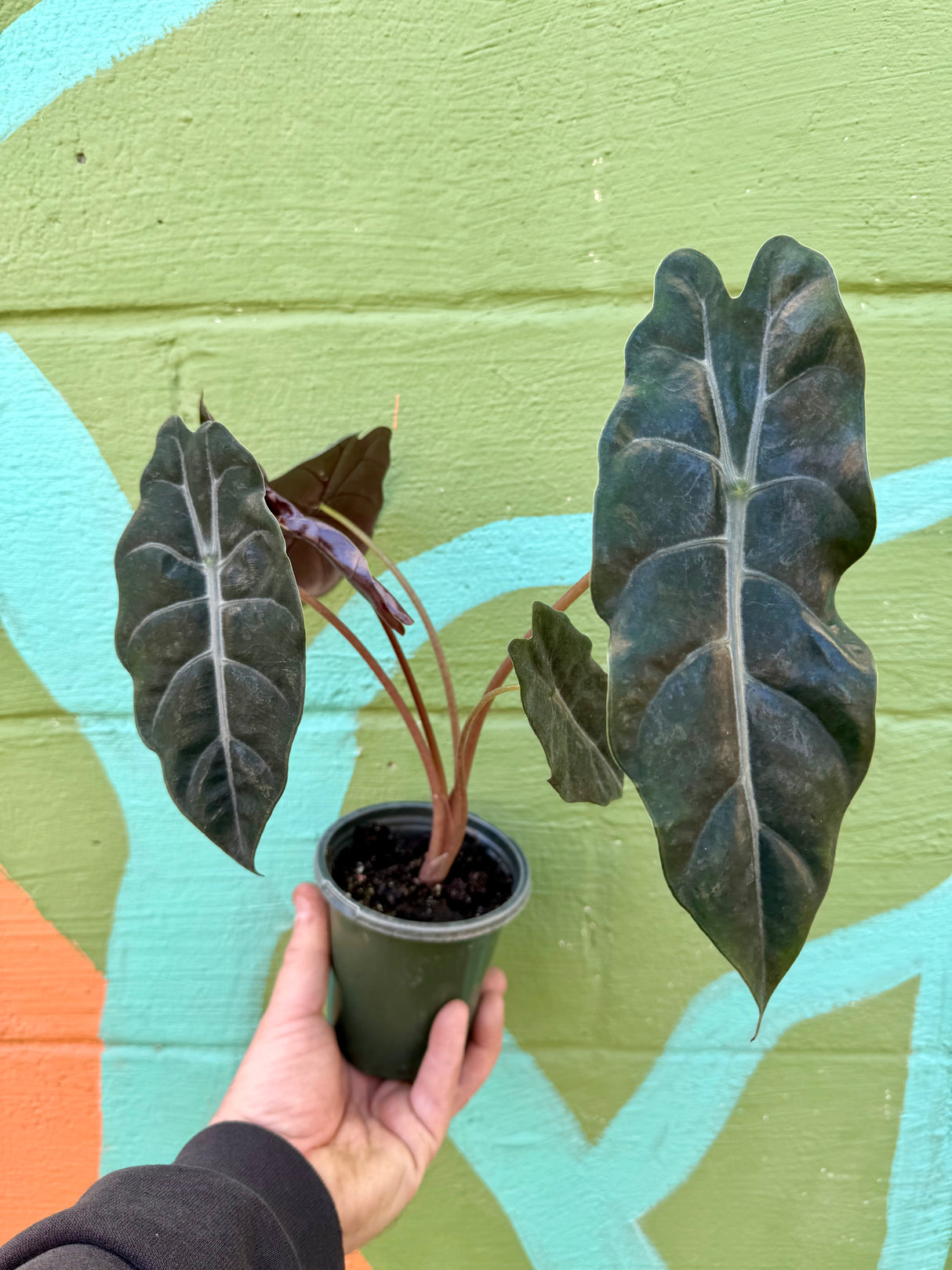 4” Alocasia chantrieri (metallica x sanderiana)