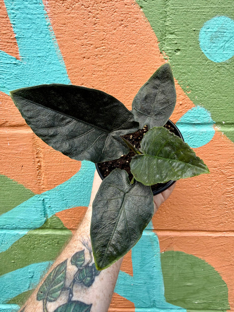 4” Alocasia ‘Antoro Velvet’ - Canopy Plant Co.