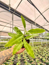4" Hoya imperialis (red flower) - Canopy Plant Co.