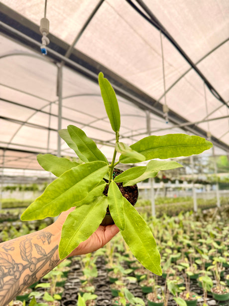 4" Hoya imperialis (red flower) - Canopy Plant Co.