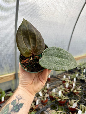 4" Hoya latifolia 'Sarawak' - Canopy Plant Co.