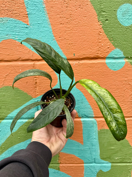 4" Epipremnum giganteum variegated - Canopy Plant Co.