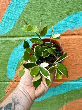 4" Hoya lacunosa 'Asami' outer variegated - Canopy Plant Co.