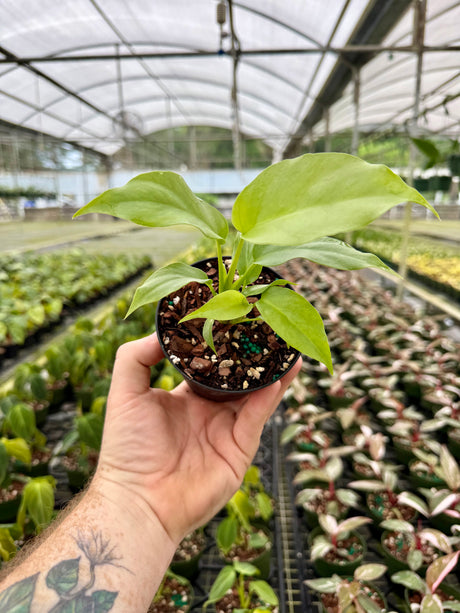 4" Rhaphidophora tetrasperma 'Mini Monstera' - Canopy Plant Co.